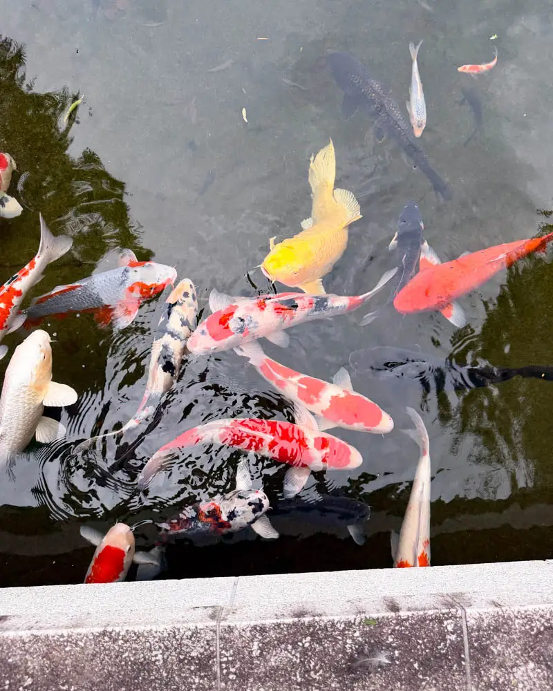 祥應寺の境内の池の鯉【東京・国分寺】